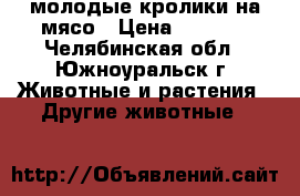 молодые кролики на мясо › Цена ­ 1 000 - Челябинская обл., Южноуральск г. Животные и растения » Другие животные   
